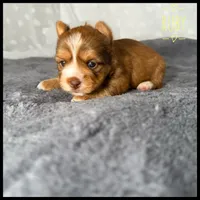 Ruby 💛, a female Yorkshire Terrier for sale in Houma, LA – 1 of 1