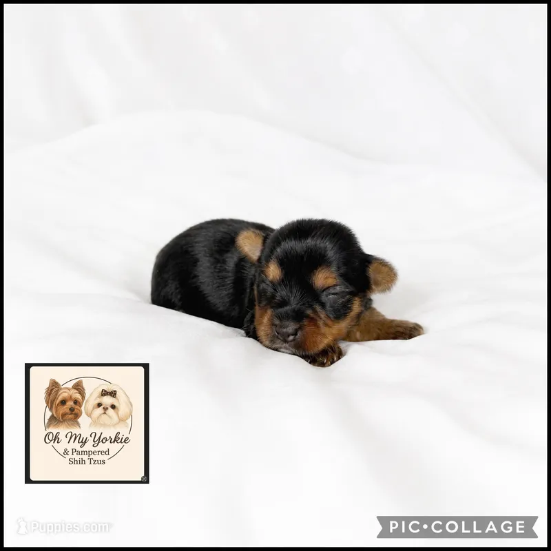 Bentley – Yorkshire Terrier puppy for sale in Houma, LA