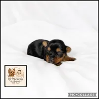 Bentley, a male Yorkshire Terrier for sale in Houma, LA – 1 of 1