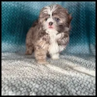 AKC Milo Blue Shih Tzu 💙, a male Shih Tzu for sale in Houma, LA – 2 of 3
