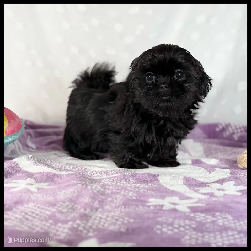 Coal , a male Shih Tzu for sale in Houma, LA – 1 of 1