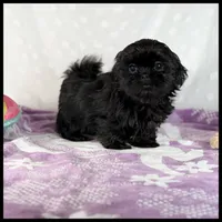 Coal , a male Shih Tzu for sale in Houma, LA – 1 of 1