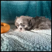 AKC Milo Blue Shih Tzu 💙, a male Shih Tzu for sale in Houma, LA – 3 of 3