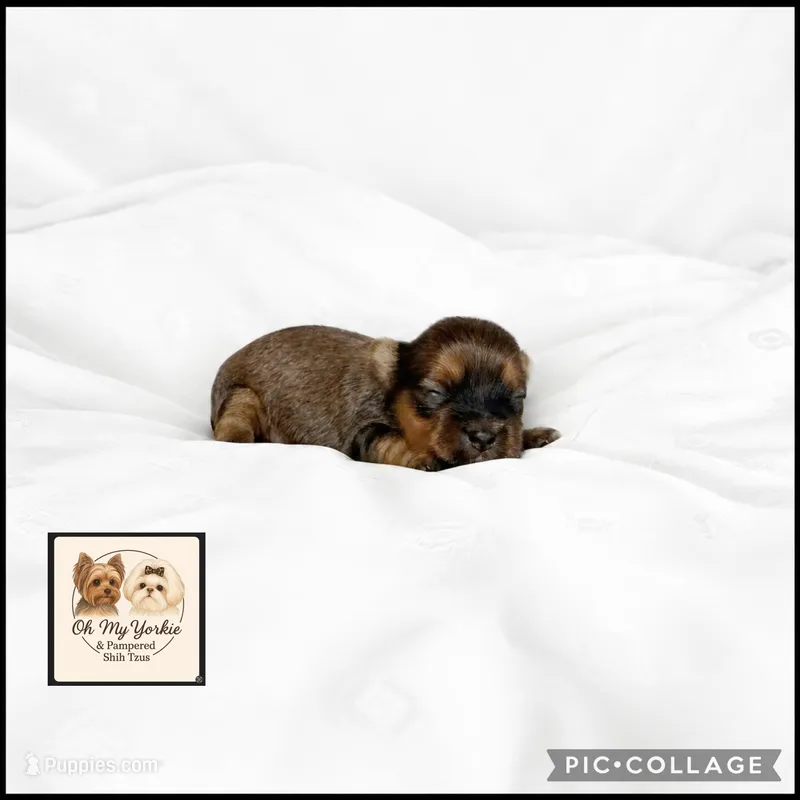 Ollie – Yorkshire Terrier puppy for sale in Houma, LA