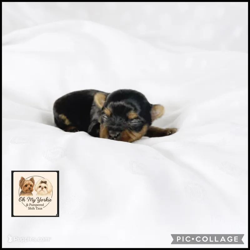 Theo  – Yorkshire Terrier puppy for sale in Houma, LA
