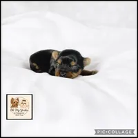 Theo (small) , a male Yorkshire Terrier for sale in Houma, LA – 1 of 1