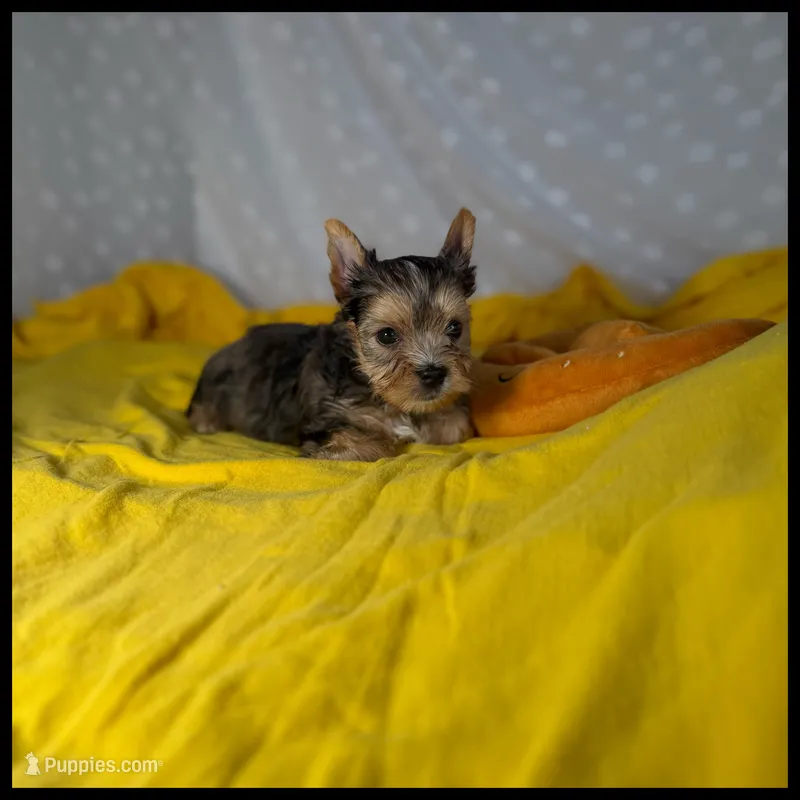 Brody Blue Merle  – Yorkshire Terrier puppy for sale in Houma, LA