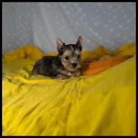 Brody Blue Merle , a male Yorkshire Terrier for sale in Houma, LA – 1 of 1