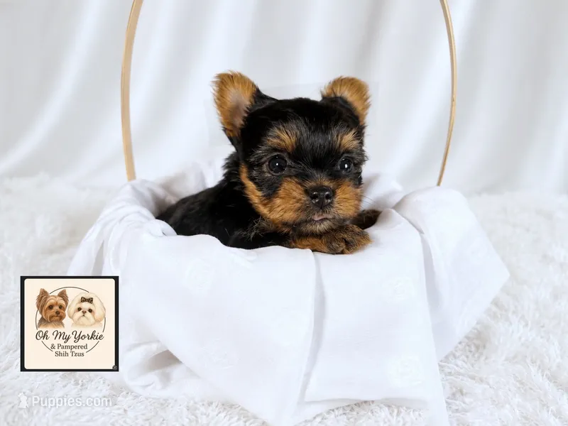 Theo 💙 – Yorkshire Terrier puppy for sale in Houma, LA