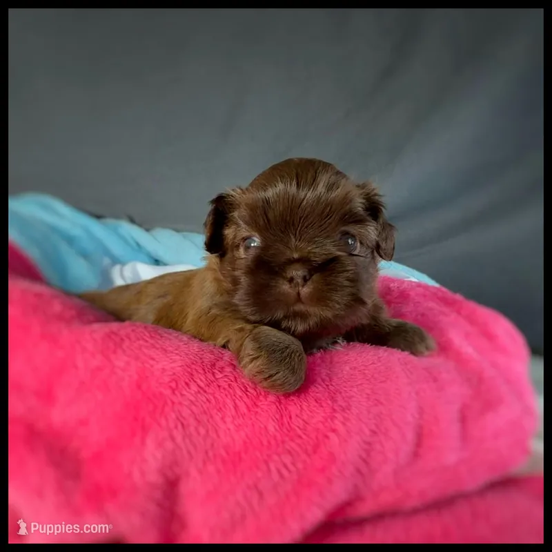 Grace  – Shih Tzu puppy for sale in Houma, LA