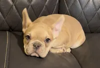 Dovie, a female French Bulldog for sale in Kennett, MO – Photo 4 of 10