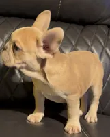 Dovie, a female French Bulldog for sale in Kennett, MO – Photo 7 of 10