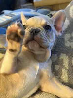 Dovie, a female French Bulldog for sale in Kennett, MO – Photo 3 of 10