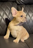 Dovie, a female French Bulldog for sale in Kennett, MO – Photo 8 of 10