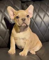 Dovie, a female French Bulldog for sale in Kennett, MO – Photo 10 of 10