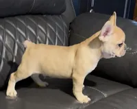 Bruiser, a male French Bulldog for sale in Kennett, MO – Photo 2 of 10