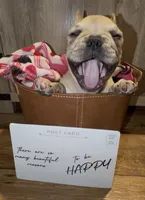 Bruiser, a male French Bulldog for sale in Kennett, MO – Photo 8 of 10