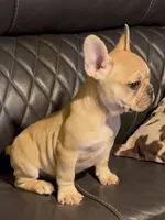 Bruiser, a male French Bulldog for sale in Kennett, MO – Photo 4 of 10