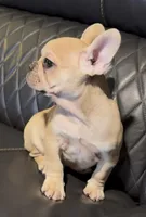 Bruiser, a male French Bulldog for sale in Kennett, MO – Photo 3 of 10