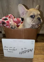 Bruiser, a male French Bulldog for sale in Kennett, MO – Photo 6 of 10