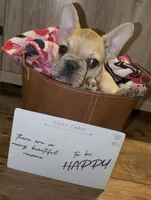 Bruiser, a male French Bulldog for sale in Kennett, MO – Photo 7 of 10