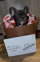 Razor, a male French Bulldog for sale in Kennett, MO – Photo 7 of 10