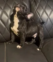 Razor, a male French Bulldog for sale in Kennett, MO – Photo 1 of 10