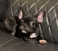 Razor, a male French Bulldog for sale in Kennett, MO – Photo 3 of 10