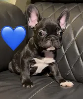 Razor, a male French Bulldog for sale in Kennett, MO – Photo 4 of 10