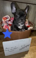 Razor, a male French Bulldog for sale in Kennett, MO – Photo 8 of 10