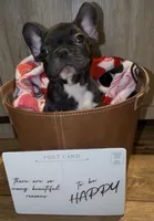 Razor, a male French Bulldog for sale in Kennett, MO – Photo 6 of 10