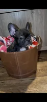 Razor, a male French Bulldog for sale in Kennett, MO – Photo 10 of 10