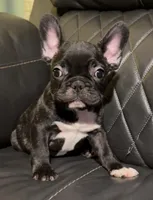 Razor, a male French Bulldog for sale in Kennett, MO – Photo 2 of 10