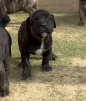 Yellow, a female Cane Corso for sale in Cordova, TN – 1 of 2