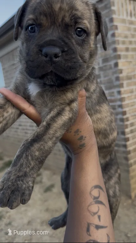 Green  – Cane Corso puppy for sale in Cordova, TN