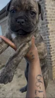 Green , a female Cane Corso for sale in Cordova, TN – 1 of 2