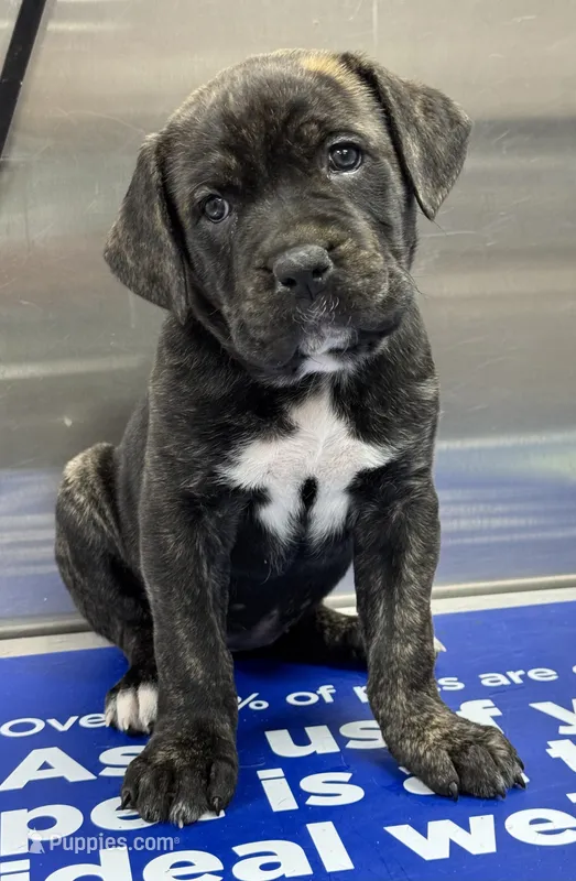 Pink – Cane Corso puppy for sale in Cordova, TN