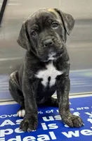 Pink, a female Cane Corso for sale in Cordova, TN – 1 of 3