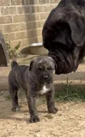 Teal/White, a female Cane Corso for sale in Cordova, TN – 1 of 2