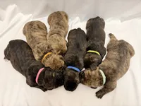 Teal/White, a female Cane Corso for sale in Cordova, TN – 2 of 2
