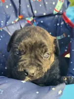 Blue , a male Cane Corso for sale in Cordova, TN – 2 of 2