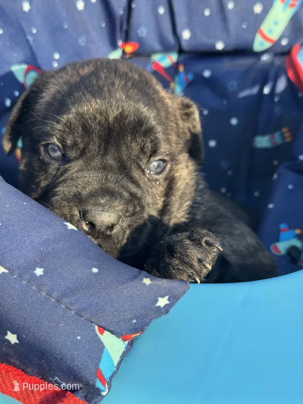 Blue  – Cane Corso puppy for sale in Cordova, TN