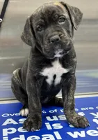 Pink, a female Cane Corso for sale in Cordova, TN – 2 of 3