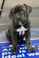 Pink, a female Cane Corso for sale in Cordova, TN – 3 of 3