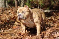 Gemma, a female American Bully for sale in Grayson, KY – 4 of 6
