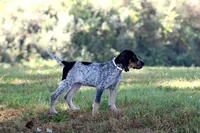 Blue, a male Bluetick Coonhound for sale in Grayson, KY – 4 of 6