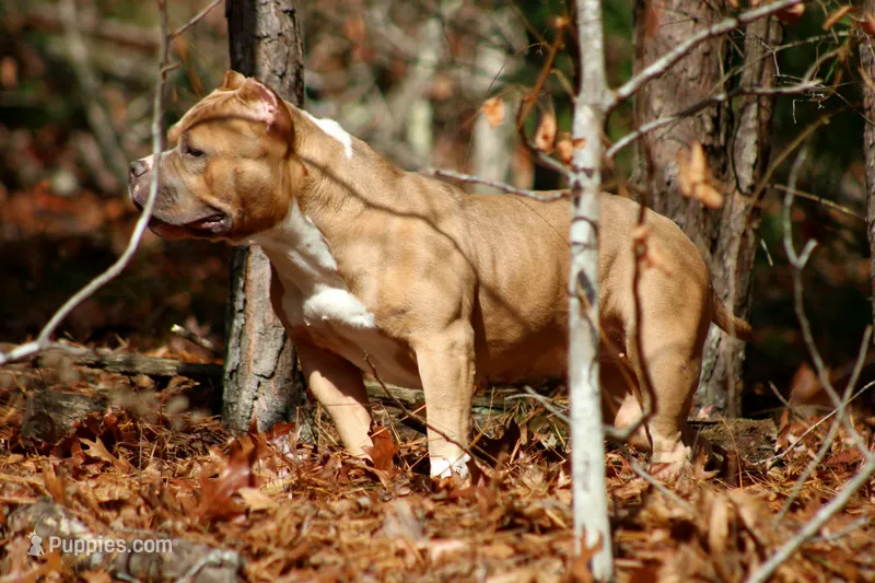 Gemma – American Bully puppy for sale in Grayson, KY