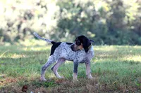 Blue, a male Bluetick Coonhound for sale in Grayson, KY – 3 of 6