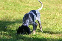 Blue, a male Bluetick Coonhound for sale in Grayson, KY – 5 of 6