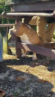 Gemma, a female American Bully for sale in Grayson, KY – 5 of 6